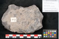 Foto (Objekt + Etikett) von Caulinites otagoicus Ettingshausen (NHMW-GEO-2024-0188-10121a)